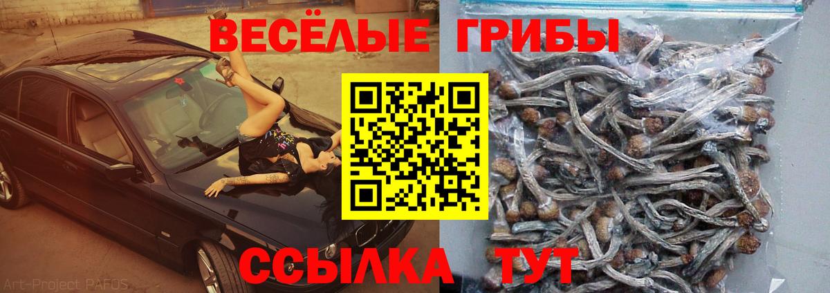 Псилоцибиновые грибы Psilocybe Красноярск